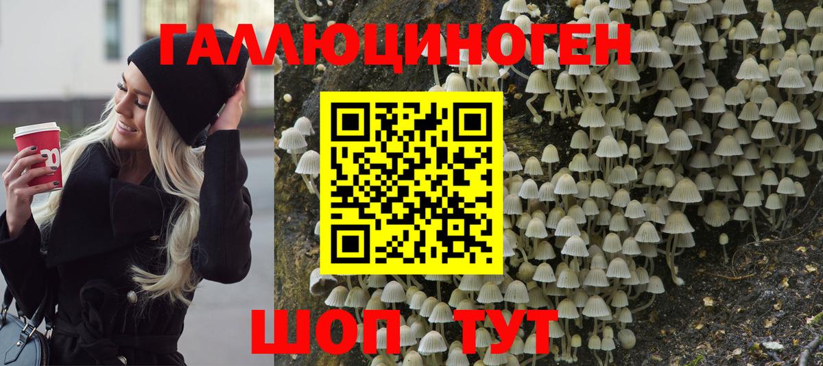 Псилоцибиновые грибы Psilocybine cubensis  Реутов 